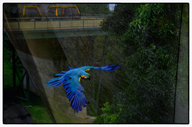 160412_macaw_fp_800x531