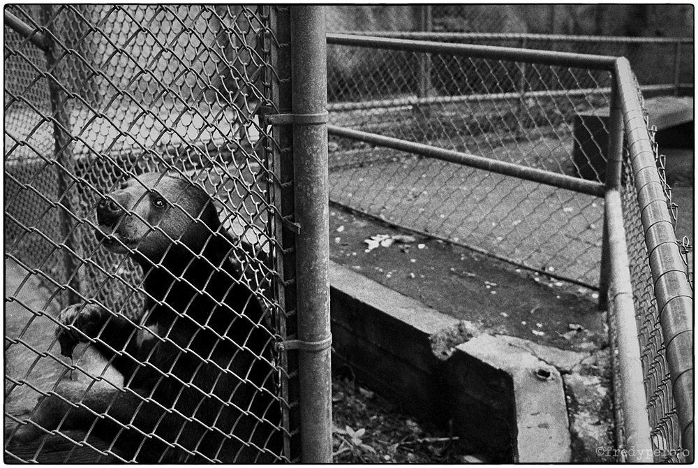 1992_bear_mayaguez_zoo_fp_1000