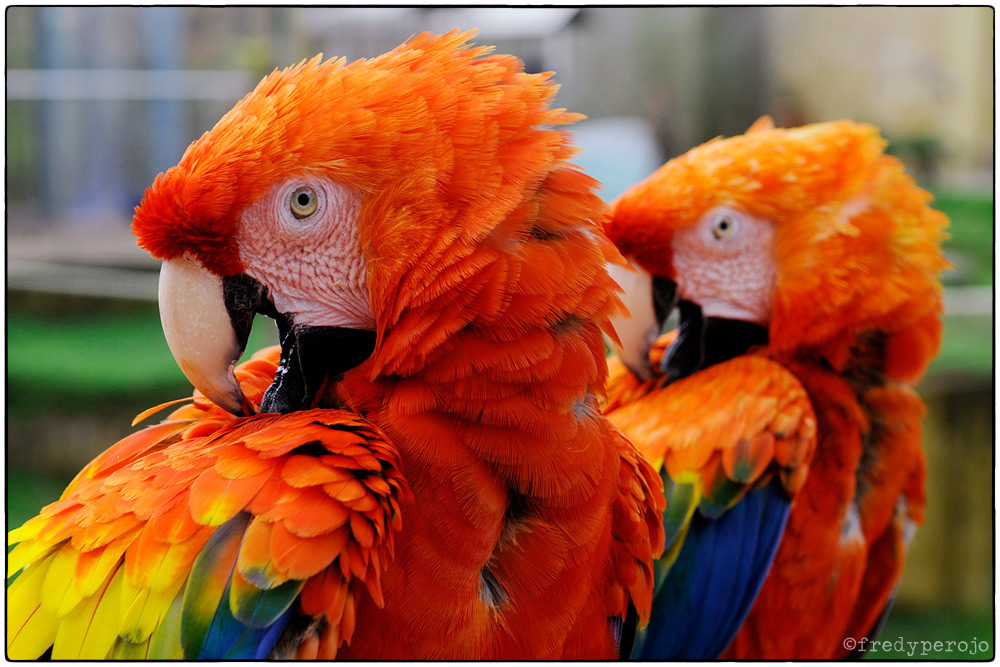 2014_scarlet_macaws_fp_1000