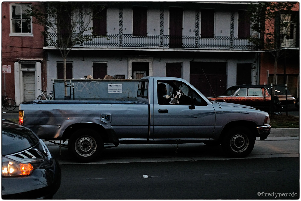 161112_new_orleans_car_dog_fp_1000